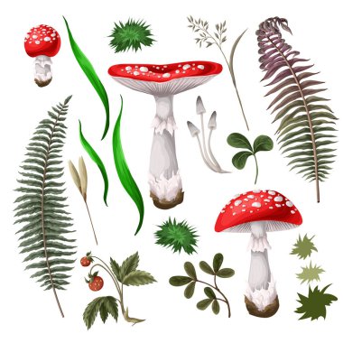 Sinek mantarı, mantar, bitki, böğürtlen izole edildi.