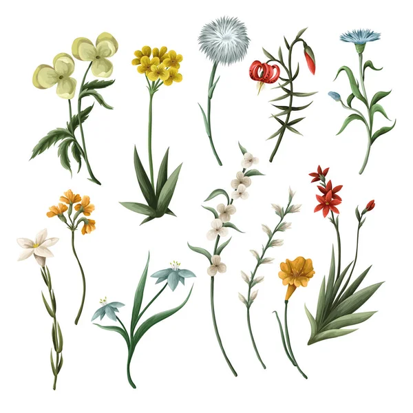 Тонкі Лугові Квіти Ізольовані Векторні — стоковий вектор