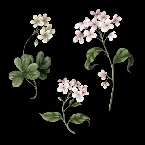 Білі Квіти Ізольовані Ботанічна Ілюстрація Векторні — стоковий вектор