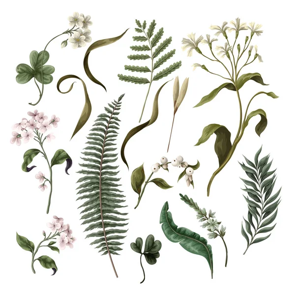 Λευκά Λουλούδια Φτέρη Και Διαφορετικά Φύλλα Απομονωμένα Βοτανική Απεικόνιση Διάνυσμα — Διανυσματικό Αρχείο