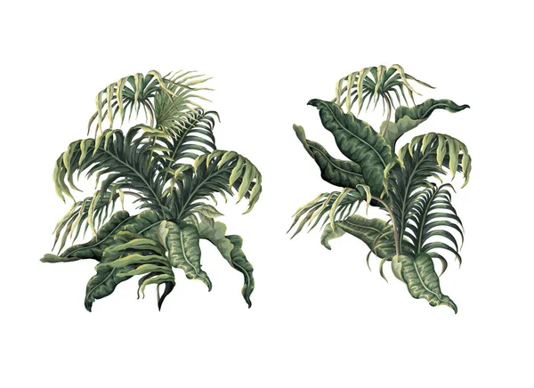 Tropische Blätter Isoliert Vektor — Stockvektor