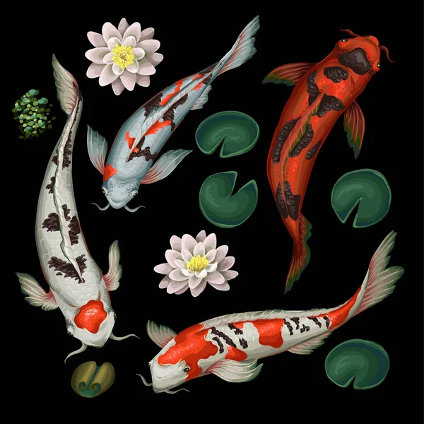 Koi Fishes Lotus Isolated Vector — Stock Vector