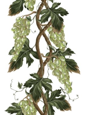Yeşil üzüm dalları olan bir sınır. Vektör.