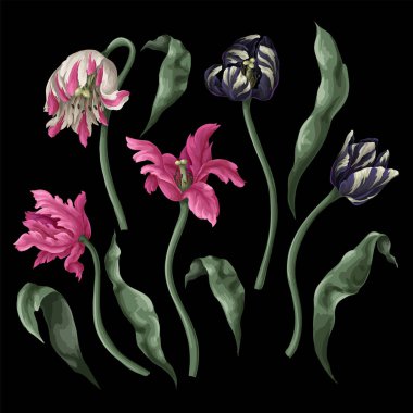 Klasik lale çiçekleri ve yaprakları izole edilmiş. Vektör