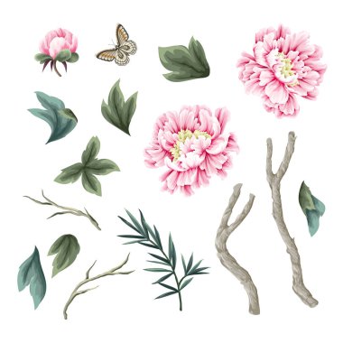 Çin şakayıkları ve kelebekler izole edilmiş. Vektör