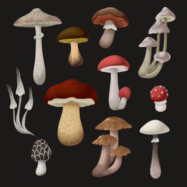 Farklı mantarlar izole edilmiş. Vektör