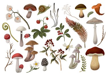 Mantar, böğürtlen, bitki ve yapraklar izole edilmiş. Vektör.