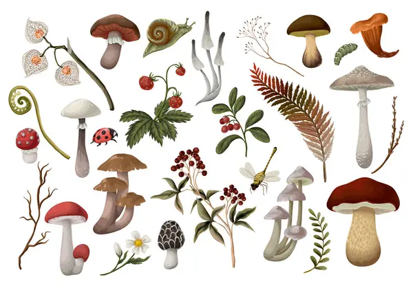 Mantar, böğürtlen, bitki ve yapraklar izole edilmiş. Vektör.