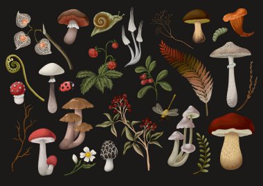 Mantar, böğürtlen, bitki ve yapraklar izole edilmiş. Vektör.