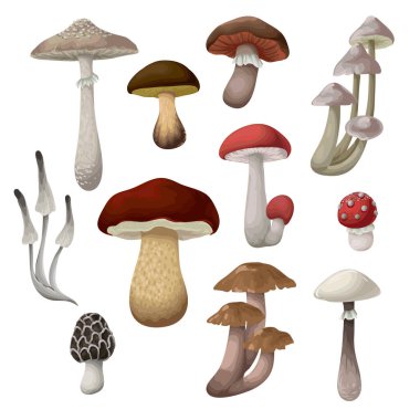 Farklı mantarlar izole edilmiş. Vektör