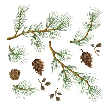 Çam dalları ve koniler izole edilmiş. Vektör
