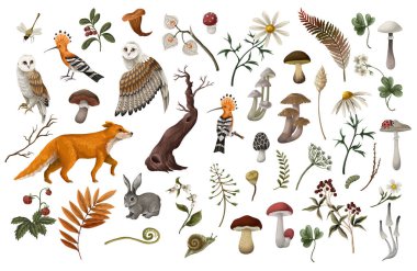 Orman hayvanları ve kuşlar, mantarlar ve böğürtlenler izole edilmiş. Vektör