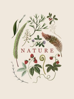 Sonbahar Vektörü Orman Eğreltiotu Bitkileri Botanik Doğası Çiçek İllüstrasyonu .