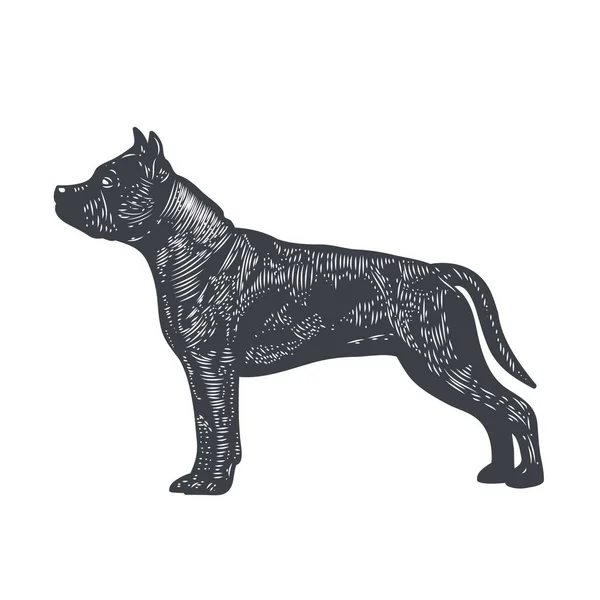 Pit Bull Silhouette Engraved Style Vector Illustration — Stock Vector