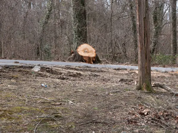 stock image Johnson City, Tennessee, United States    2024-02-25       Tree Streets Historic District: Freshly chopped tree.