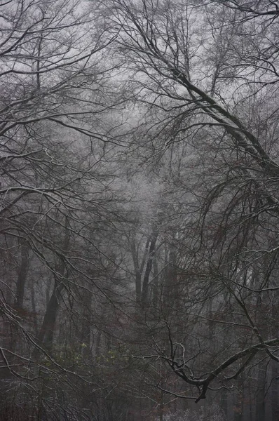 Nebel Wald — Stockfoto