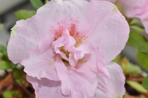 Una Flor Rosa Tiempo Primavera — Foto de Stock