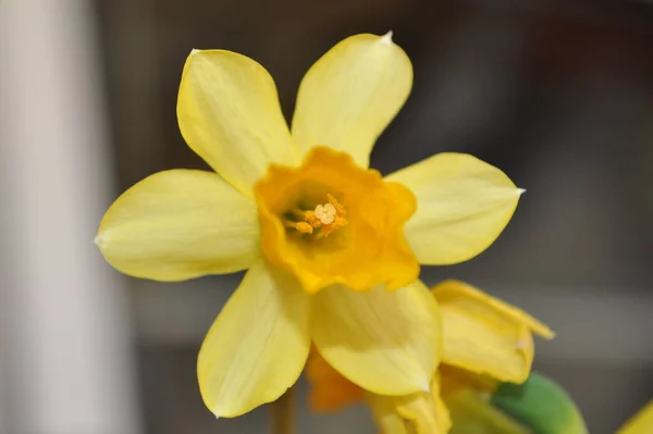 Die Narzissenblüte Die Gelbe Farbe — Stockfoto