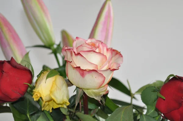 Fiori Sullo Sfondo Bianco Rose — Foto Stock