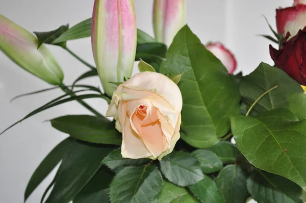 Květiny Bílém Pozadí Růže — Stock fotografie