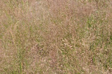 Bir tarlanın manzarası .