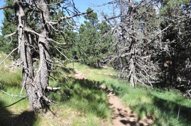 Ormanın manzarası .