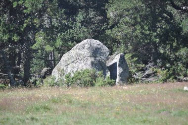 Ormanın manzarası .