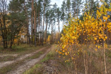 Sonbaharda ormandaki toprak yol.