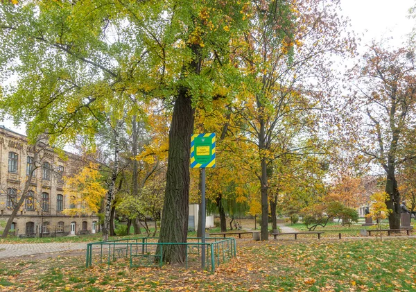 Kiew Ukraine Oktober 2022 Ginkgo Sikorsky Ein Botanisches Naturdenkmal Kiewer — Stockfoto