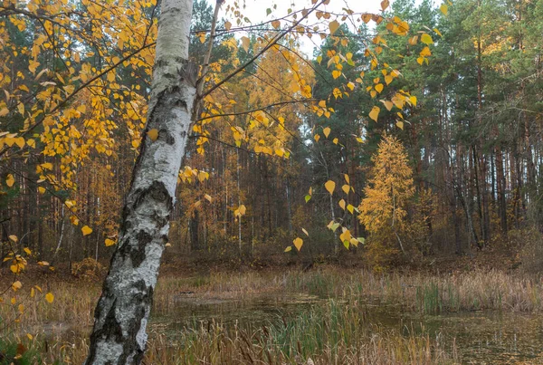 Береза Склоняется Над Лесным Озером Осенний День — стоковое фото
