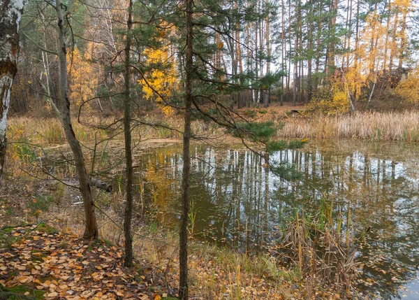 Podzimní Stromy Stojící Lese Nad Jezerem — Stock fotografie