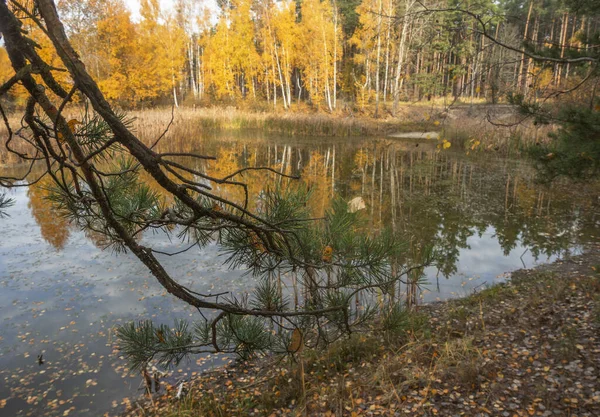 Borové Větve Pozadí Jezera Podzimního Lesa Slunečného Dne — Stock fotografie