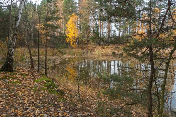 Autumn Forest Lake Sunny Morning — Stock Photo, Image