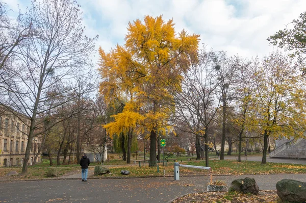 Kiev Ucrânia Novembro 2022 Ginkgo Sikorsky Árvore Monumento Botânico Natureza — Fotografia de Stock