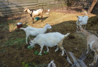 Yaz otlağında bir grup keçi