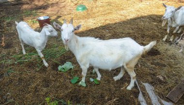 Bir grup beyaz keçi bir çiftlikteki çayırda yürüyor.