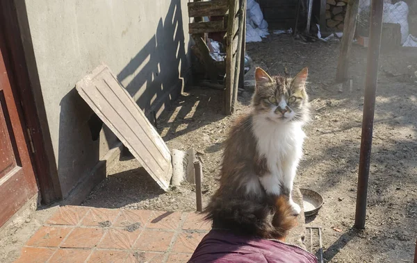 猫は村の家の庭に座っている — ストック写真