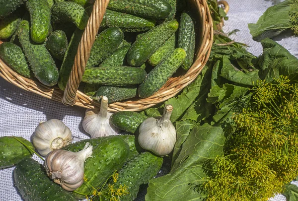 Freshly Picked Cucumbers Garlic Dill Umbels Set Vegetables Pickling Cucumbers — Stock Photo, Image