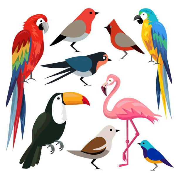 Kolekcja Kolorowego Wektora Ptaków — Wektor stockowy