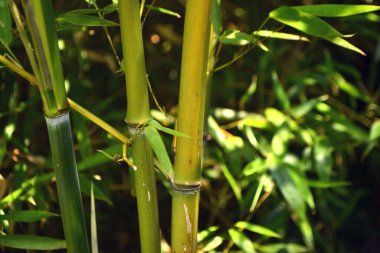 Çin bambu ağaçları doğa arka planı