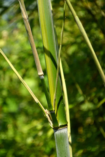 Chinese Bamboo Trees Nature Background — Stock Photo, Image