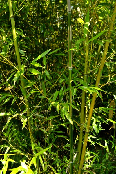 中国竹树的自然背景 — 图库照片