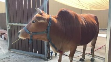 Feeding cows with fresh grass at the farmhouse