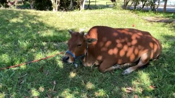 Feeding Cows Fresh Grass Farmhouse — Vídeo de Stock