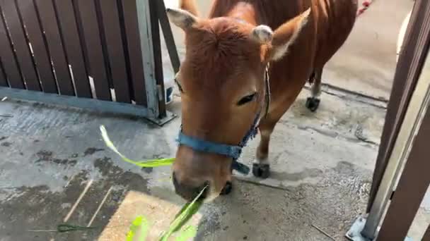 Feeding Cows Fresh Grass Farmhouse — Stok video