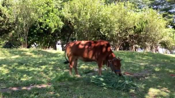 農家で新鮮な草を持つ牛を養う — ストック動画