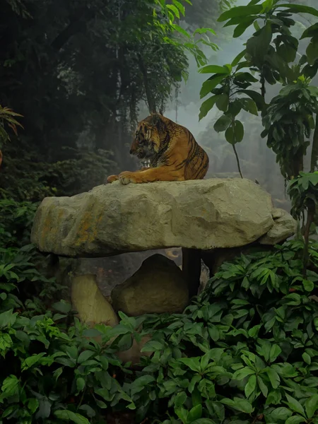 雾中的老虎在丛林里 丛林里的老虎 — 图库照片