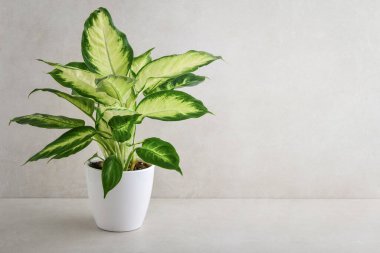 Dieffenbachia or Dumb cane young plant in a white flower pot on a light background clipart