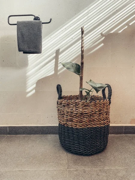 Blumentopf Mit Zimmerpflanze Badezimmer Und Halter Mit Handtuch Und Sonnenstrahlen — Stockfoto