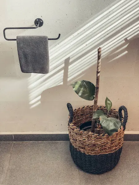 Blumentopf Mit Zimmerpflanze Badezimmer Und Halter Mit Handtuch Und Sonnenstrahlen — Stockfoto